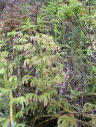 Lycopodiella cernua. Over-mature aerial stem with brown strobili.
 Image: L.R. Perrie © Leon Perrie CC BY-NC 4.0